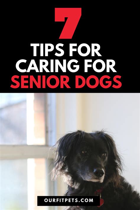 7 Tips For Caring For Senior Dogs Our Fit Pets Senior Dog Dogs