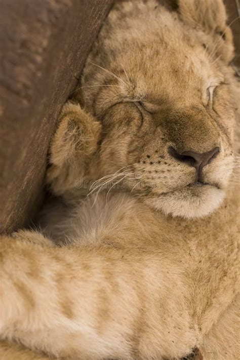 Sleeping cute lion cub stock photo. Image of adventure - 9737774