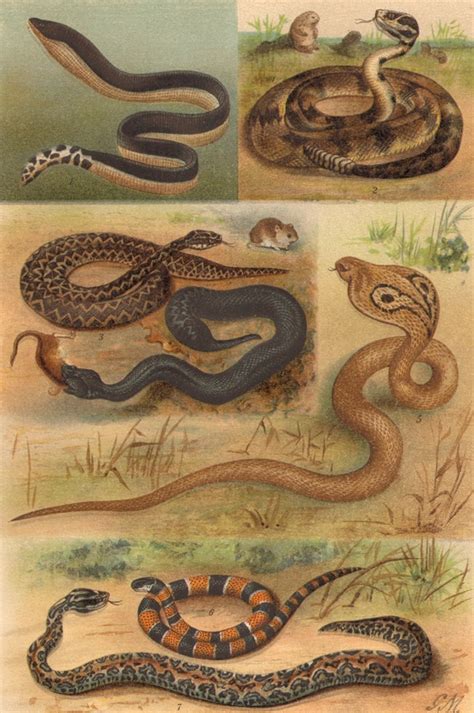 1894 REPTILES VENOMOUS SNAKES Antique Lithograph Natural - Etsy