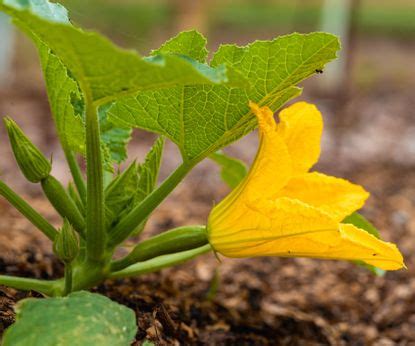 How And When To Harvest Zucchini Flowers To Eat Homes Gardens