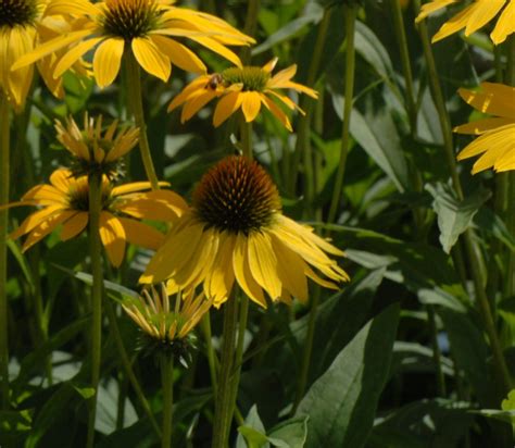 Echinacea ‘summer Sky™ ‘katie Saul Pp18783 Échinacée Coneflower