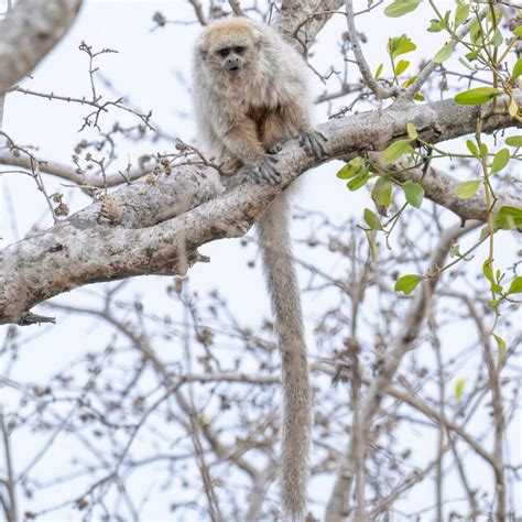 10 Common Monkey Species Found in Peru – Nature Blog Network