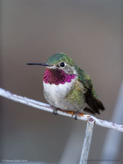 Broad-tailed Hummingbird