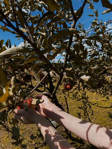 Someone Picking Apples From An Apple Tree On A Sunny Day