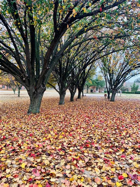 The hidden driveway : r/MostBeautiful 