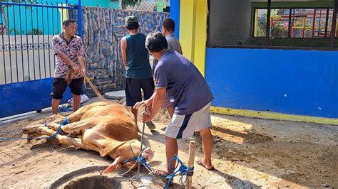 Mana Lebih Baik Kurban Kambing Sendiri Atau Sapi Patungan