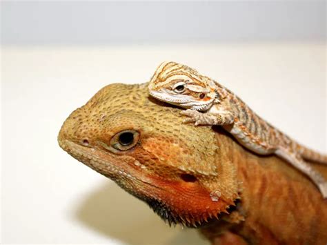 Bearded Dragon Vivarium Size: Facts & Figures - VIVO Pets