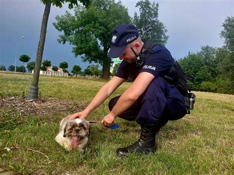 Policjanci Przypominaj Eby Nie Zostawia Psa W Rozgrzanym Aucie