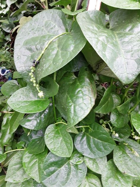 green stem malabar spinach seedsalugbativietnamese spinachpui
