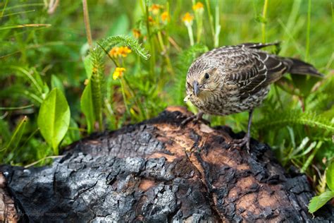 Fledging | Cindy Goeddel Photography, LLC