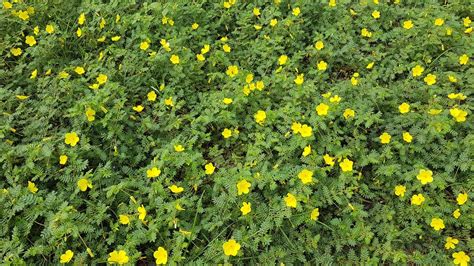 Tribulus Terrestris Goathead Puncturevine North Carolina Extension