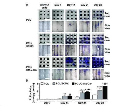 Effect Of 3d Printed Pcl Scaffold Surface Functionalization By Scmc Or Download Scientific