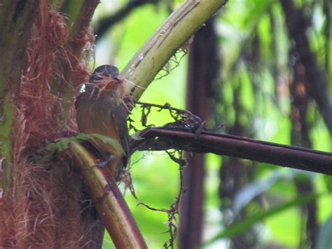 Foto abre asa de cabeça cinza Mionectes rufiventris Por Paula Ramos