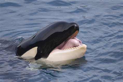 Orca That Sunk Boat With Family On Board Rammed Another Vessel Within ...
