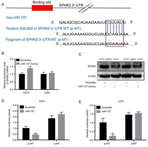 Mir Is A Diagnostic Tumorsuppressive Mirna That Targets Sphk To