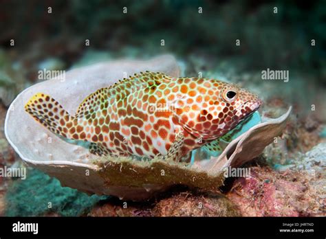 Honeycomb Grouper Epinephelus Merra Resting On Stony Coral