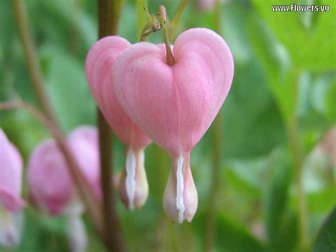 Flower Photos: Bleeding Heart Flower