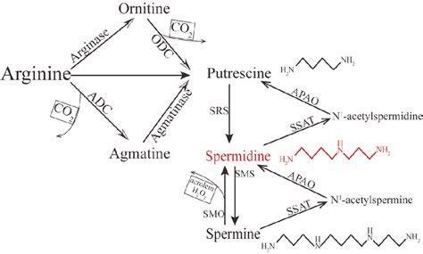 Pdf Research Progress And Potential Applications Of Spermidine In