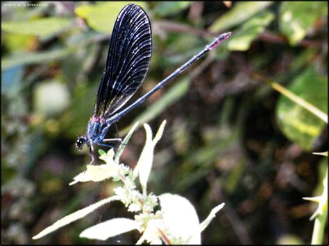 The Black Dragonfly by Tahva on DeviantArt