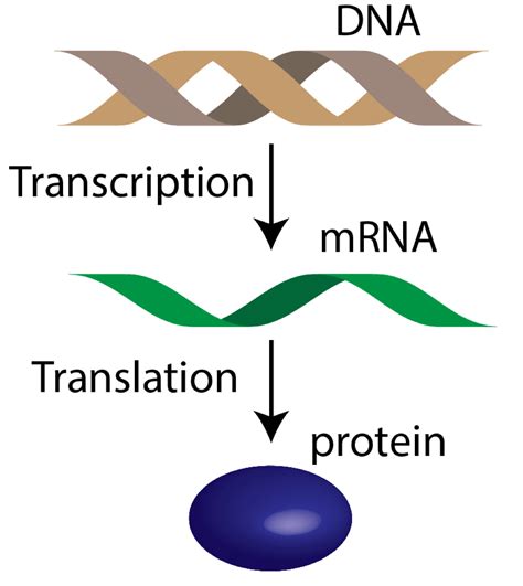 Why study mRNA Translation? | The Dennis Laboratory