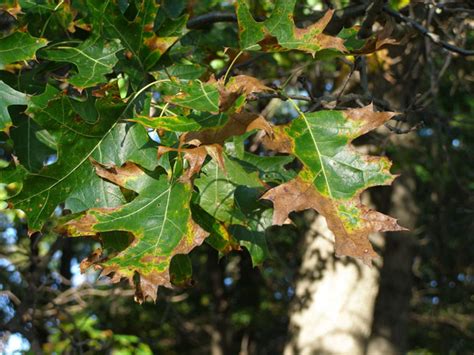 Tree Diseases: Oak Wilt - Iron Tree - Tree Knowledge Base