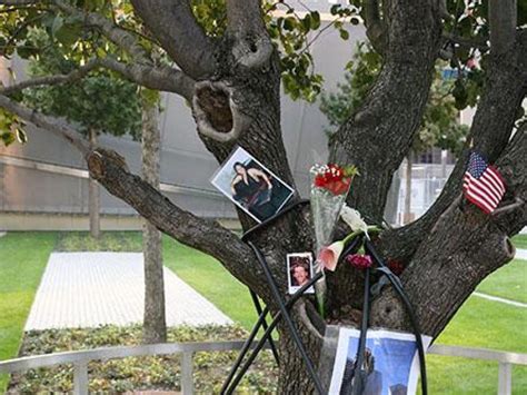 Trasplantan Ramas Del árbol Superviviente Al Atentado Contra Las Torres Gemelas A Otras Ciudades