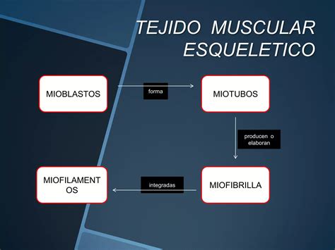 Histologia Del Musculo Estriado Cardiaco Y Liso PPT