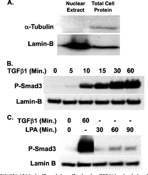 Figure 3 From Transforming Growth Factor Beta1 Tgfbeta1 Stimulates