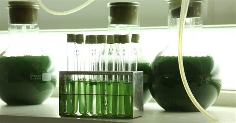 Cultivation Of High Quality Microalgae