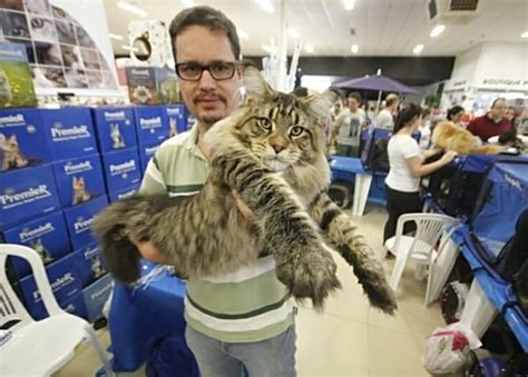 Dr Hato De Santo Andr Promove Exposi O De Gatos Gigantes E Ex Ticos