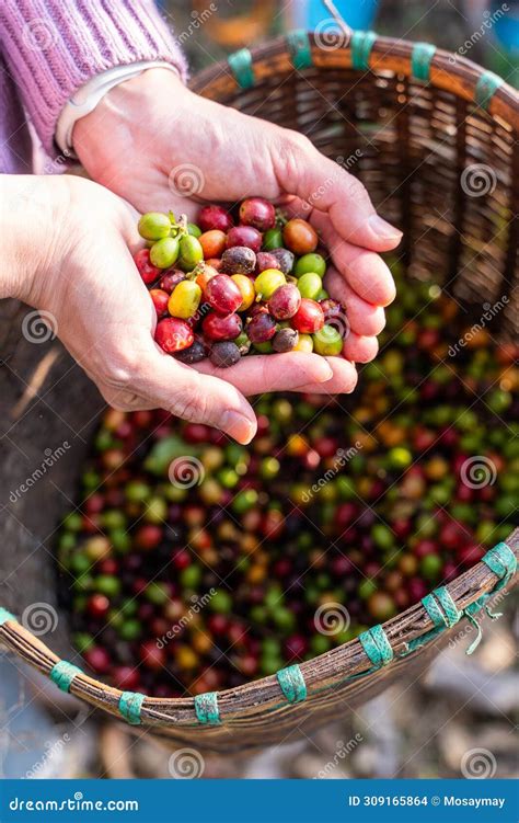 Harvest Coffee Beans from the Coffee Farm Stock Photo - Image of ...