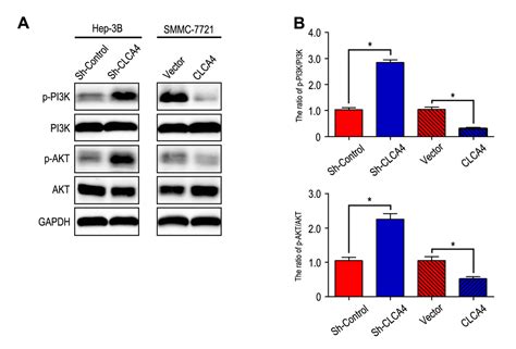 Clca4 Inhibits Cell Proliferation And Invasion Of Hepatocellular Carcinoma By Suppressing