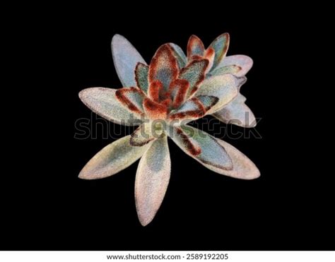 Kalanchoe Tomentosa Known Pussy Ears Panda Stock Photo 2589192205 Shutterstock