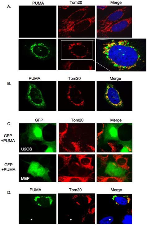 PUMA And Bax Induced Autophagy Contributes To Apoptosis Abstract