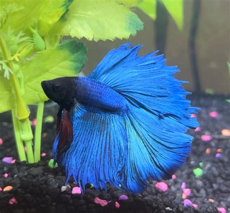 Male Halfmoon Betta Fish Siamese Fighting Fish Extra Large Petco