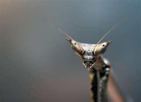 Heterochaeta Orientalis Mantid Mantis Insect Eyes Beautiful Bugs