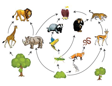 Food Chains Activities Learning Resources 10