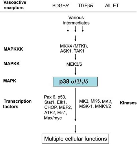 General p38 MAP kinase signalling pathway schema related to stimulation ... 