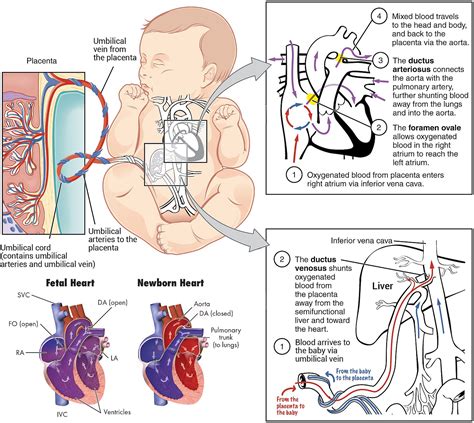 Baby And Placenta Diagram