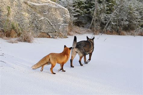dog and fox friends - Wagbrag - Pet Wellness, Health, Rescue and Adoption