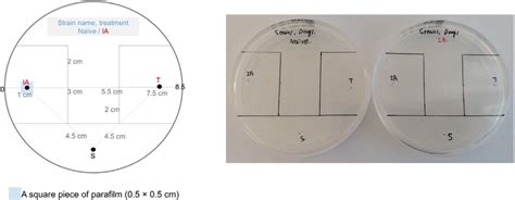 Demonstration Image Of Assaying Plate A Chemotaxis Assay Plate