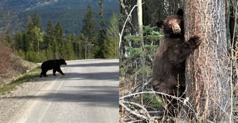 More Than 100 Bc Bears Destroyed Last Month During Their Winter Weight