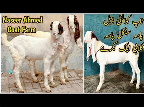 Naseer Ahmed Goat Farm Top Quality Gulabi Ablak Goats Kamori Pateri