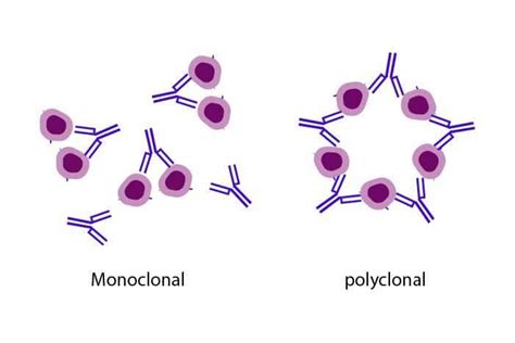 Antibody– Definition, Features, Structure, Types, Functions - Sciencevivid