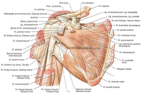 Músculos do Membro Superior Anatomia Humana Anatomia Online