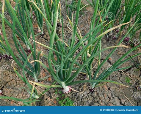 Lindas Plantas De Cebola Na Fazenda De Cebolas Verdes Que Crescem No