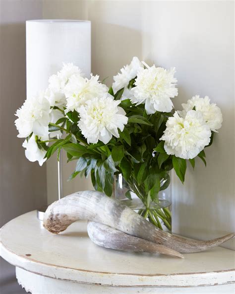 Paeonia lactiflora 'Bridal Shower' bare roots — Buy white peonies ...