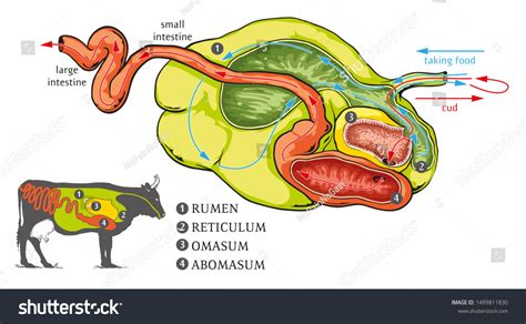 Illustration Cow Digestive System Stock Illustration 1499811830