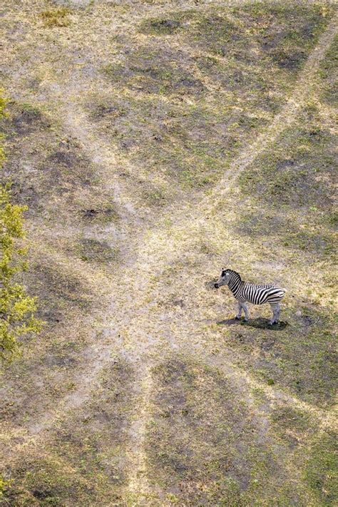 An Aerial View Of A Zebra In The Okavango Delta Botswana Africa Stock