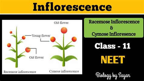 Inflorescence Racemose And Cymose Morphology Of Flowering Plants